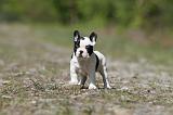 BOULEDOGUE FRANCAIS 396